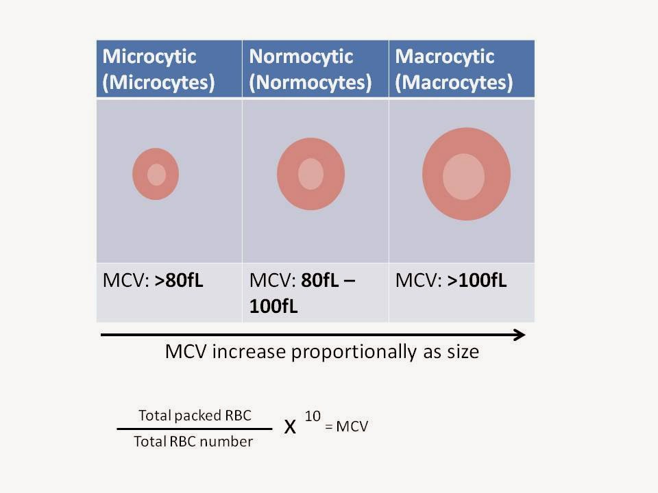 red-cell-indices