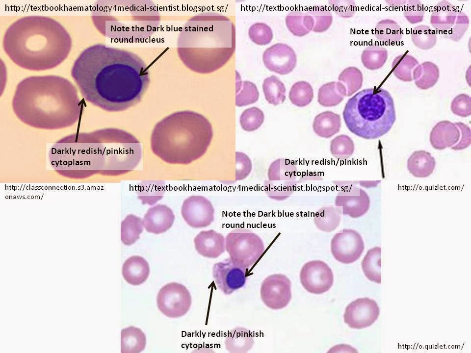 WBC Correction the Presence Nucleated Blood Cells - بست للتجهيزات المعملية